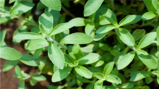 希少成分の量産化